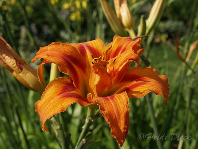 Hemerocallis fulva Flore Plena.JPG